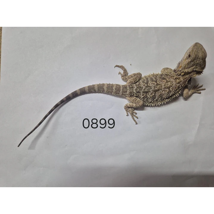 Dragon Barbudo (Pogona Vitticeps) 8