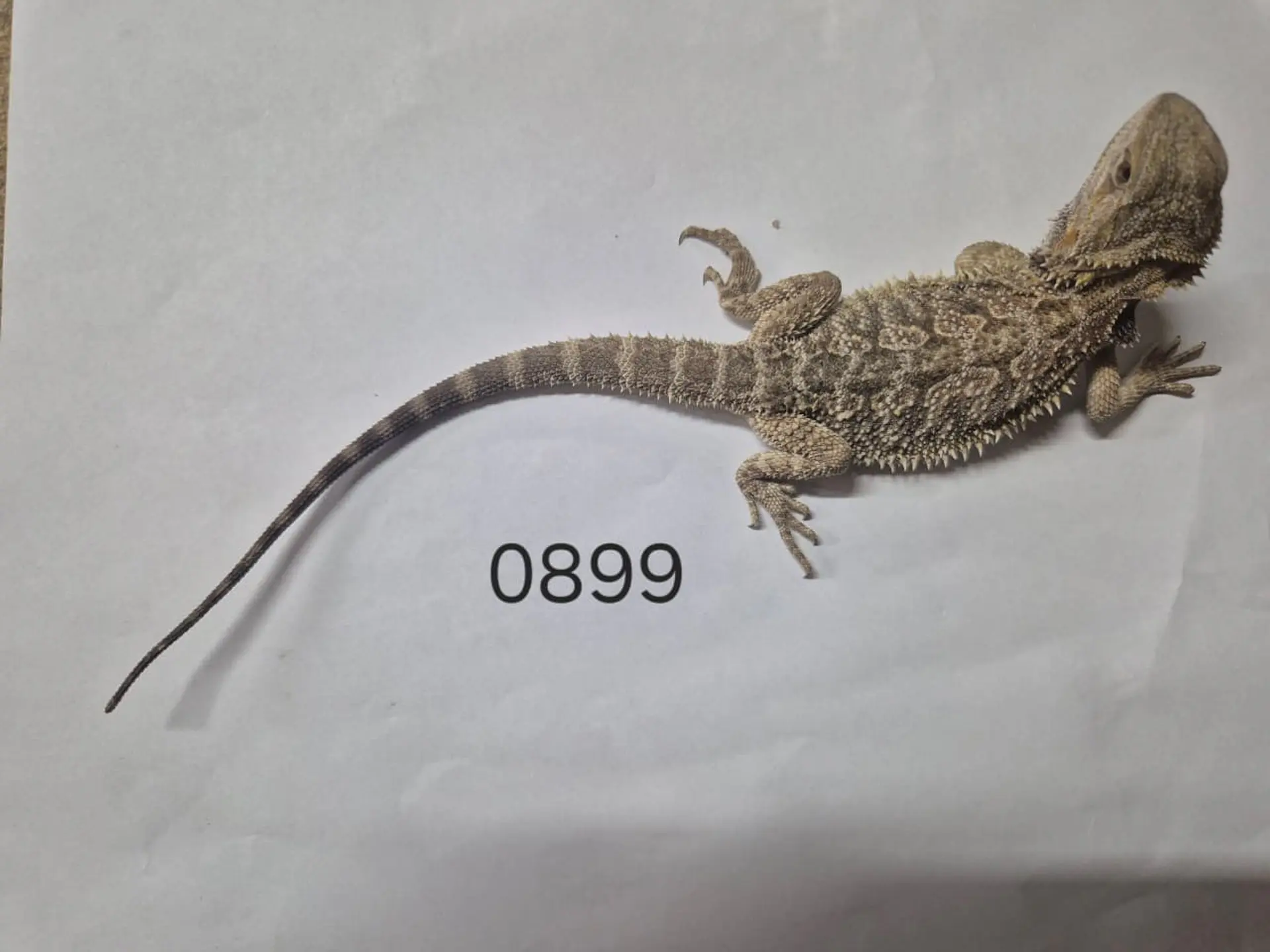Dragon Barbudo (Pogona Vitticeps) 8