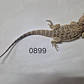 Dragon Barbudo (Pogona Vitticeps) - Miniatura 8