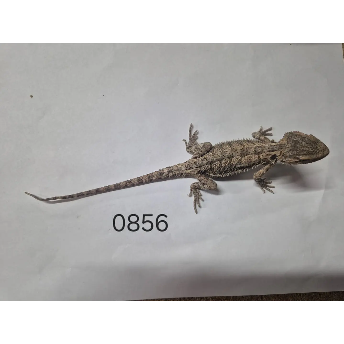 Dragon Barbudo (Pogona Vitticeps) 9
