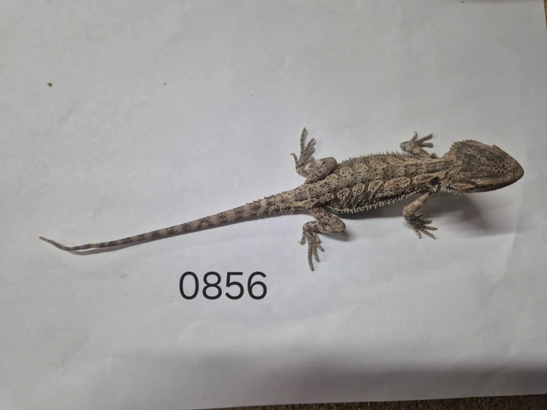 Dragon Barbudo (Pogona Vitticeps) 9