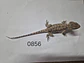 Dragon Barbudo (Pogona Vitticeps) - Miniatura 9