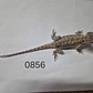 Dragon Barbudo (Pogona Vitticeps) - Miniatura 9