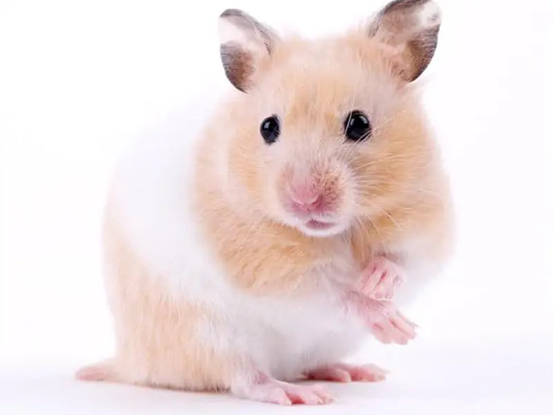 ¿Qué Hámster Elegir como Mascota? Golden, Ruso y Chino: Diferencias y Cuidados