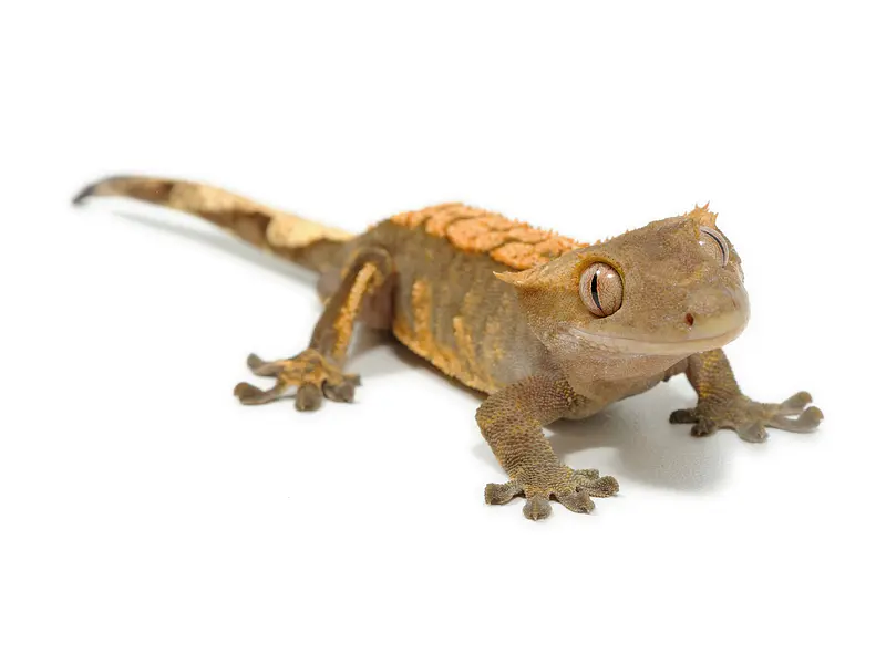 ¿Qué lámpara de calor necesita tu reptil según su especie?