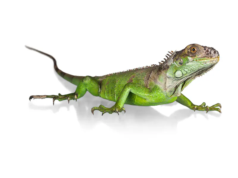 ¿Cómo proteger a tu reptil del frío en invierno?