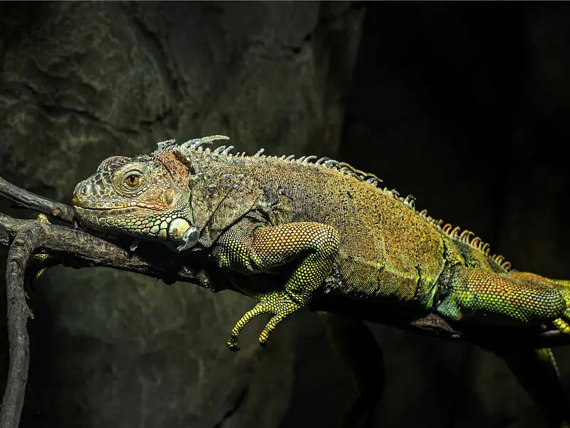 ¿Cómo dar calor a tu reptil de noche sin alterar su ciclo de sueño?