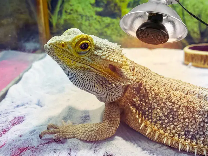 ¿Qué fuente de calor es mejor para tu reptil: placa, ampolleta o lámpara?