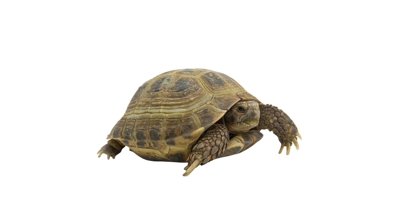 Tortuga Mediterránea