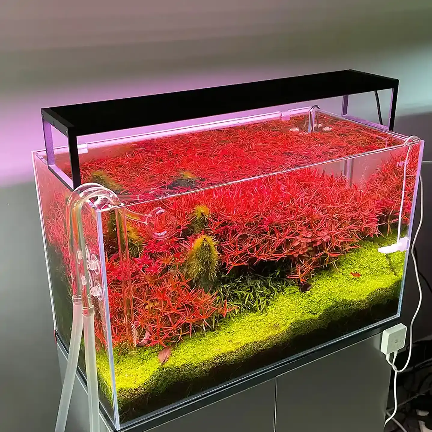 Chihiros WRGB II Slim: Luz LED para Acuario Plantado 1