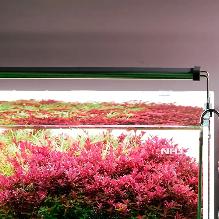 Chihiros B Series: Luz LED para Acuario Plantado 3