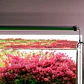 Chihiros B Series: Luz LED para Acuario Plantado - Miniatura 3