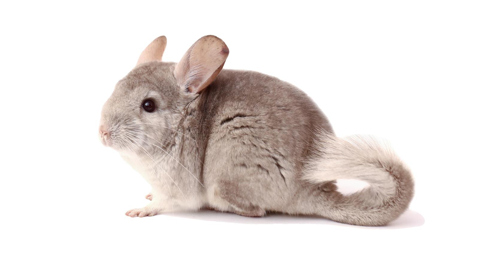 Chinchilla doméstica de perfil sobre fondo blanco