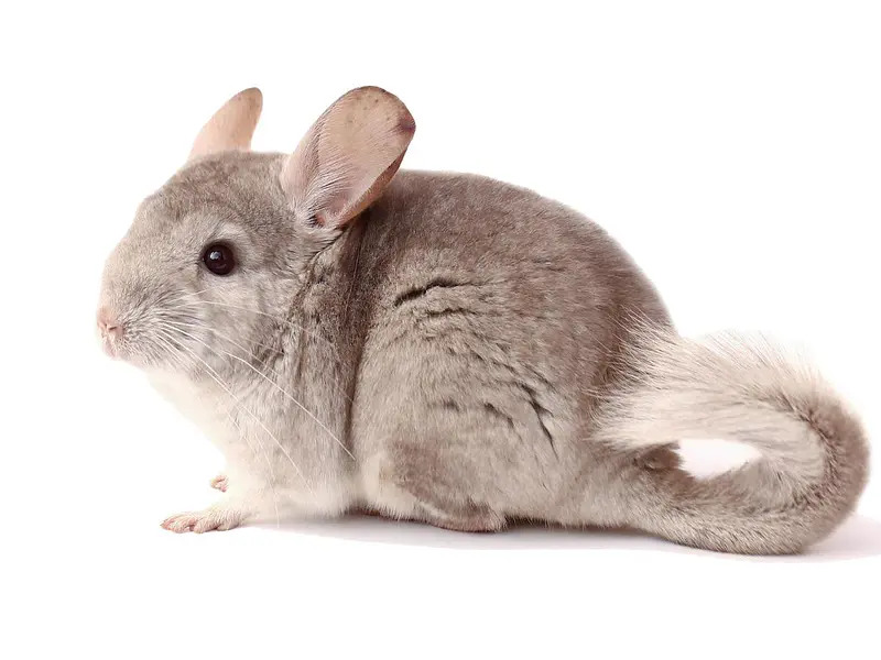 Chinchilla como mascota: todo lo que debes saber antes de tener una