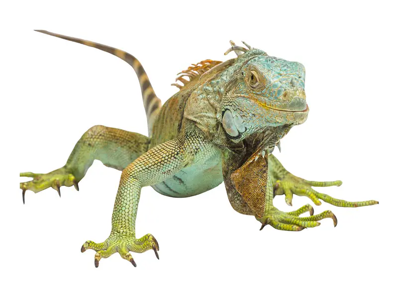 Iguana Verde como Mascota: Todo lo que Debes Saber Antes de Tenerla