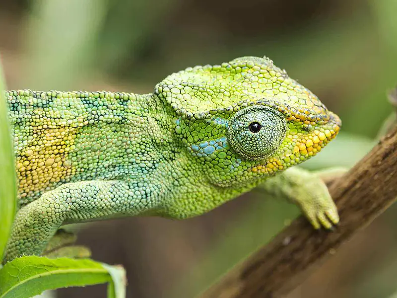 ¿Qué cuidados hay que tener con un camaleón velado como mascota?
