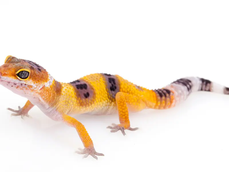 ¿Qué terrario necesita un gecko leopardo? Guía de sustrato y temperatura ideal