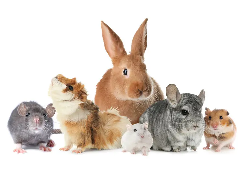 ¿Cuál es la mascota exótica más fácil de cuidar? Guía para principiantes en Chile
