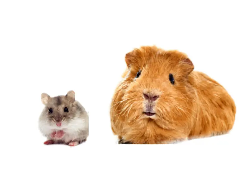 Hámster o cuy: ¿cuál es mejor mascota para niños?