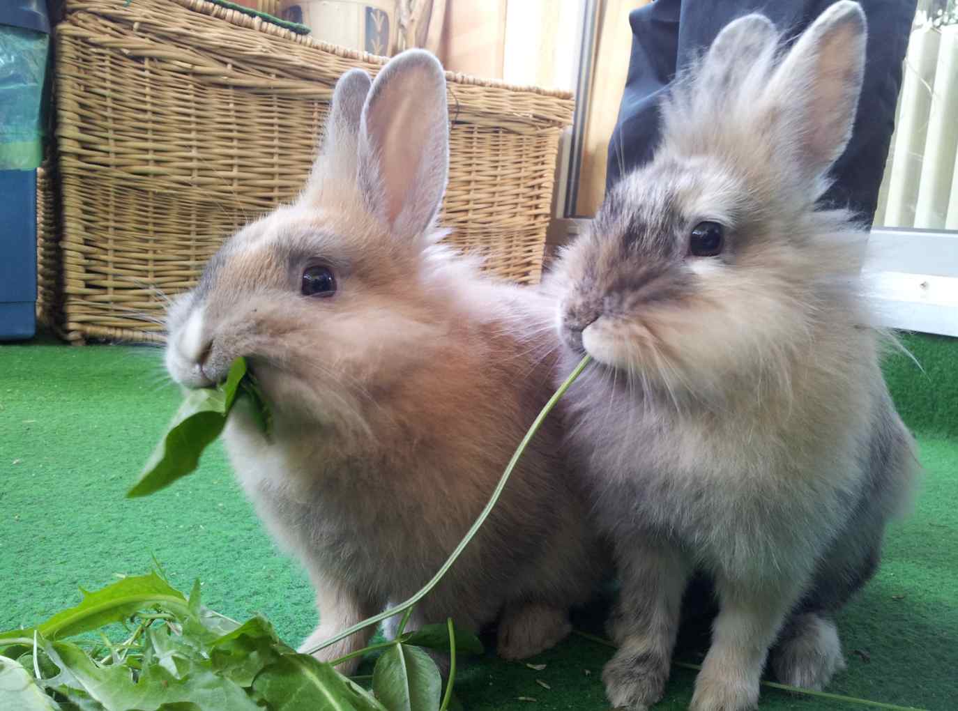 Dos conejos cabeza de león comiendo juntos