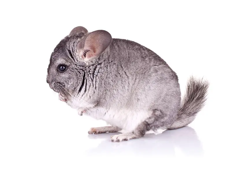 ¿Cuánto vive una chinchilla? Esperanza de vida y cómo cuidarla en Chile