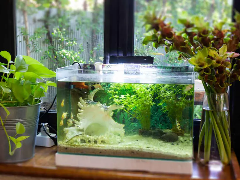 ¿Qué necesitas para armar tu primer acuario en casa? Equipo básico y costo inicial