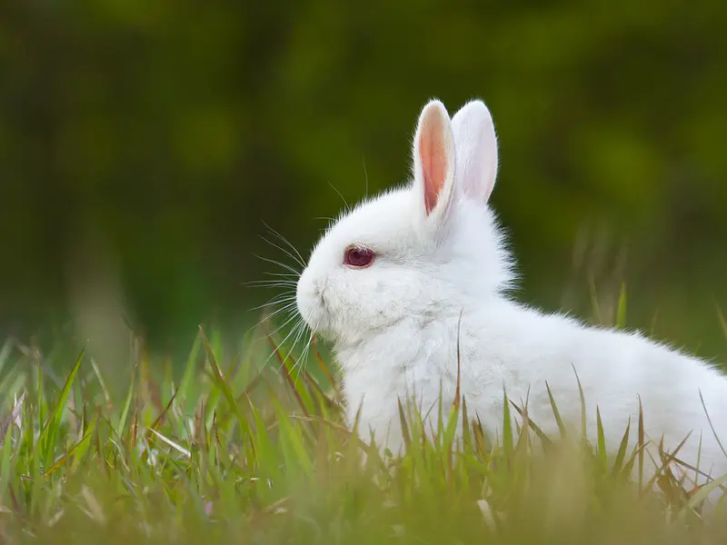 ¿Qué heno necesita un conejo y cuánto debe comer al día?