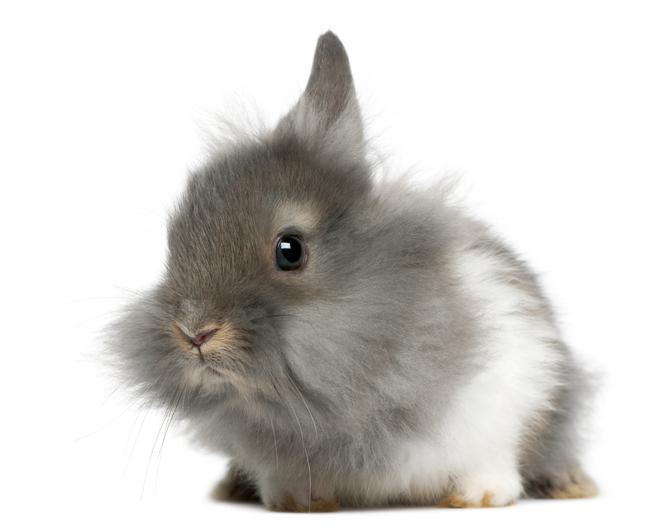 Conejos