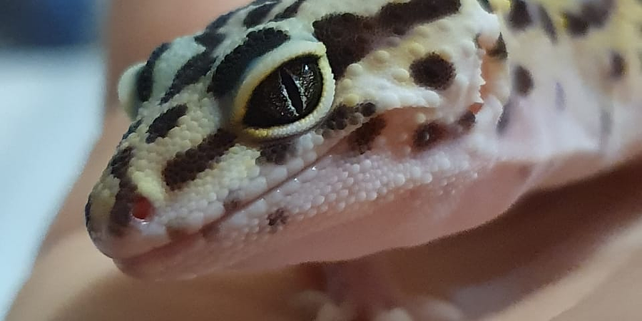 Cuidados Gecko Leopardo