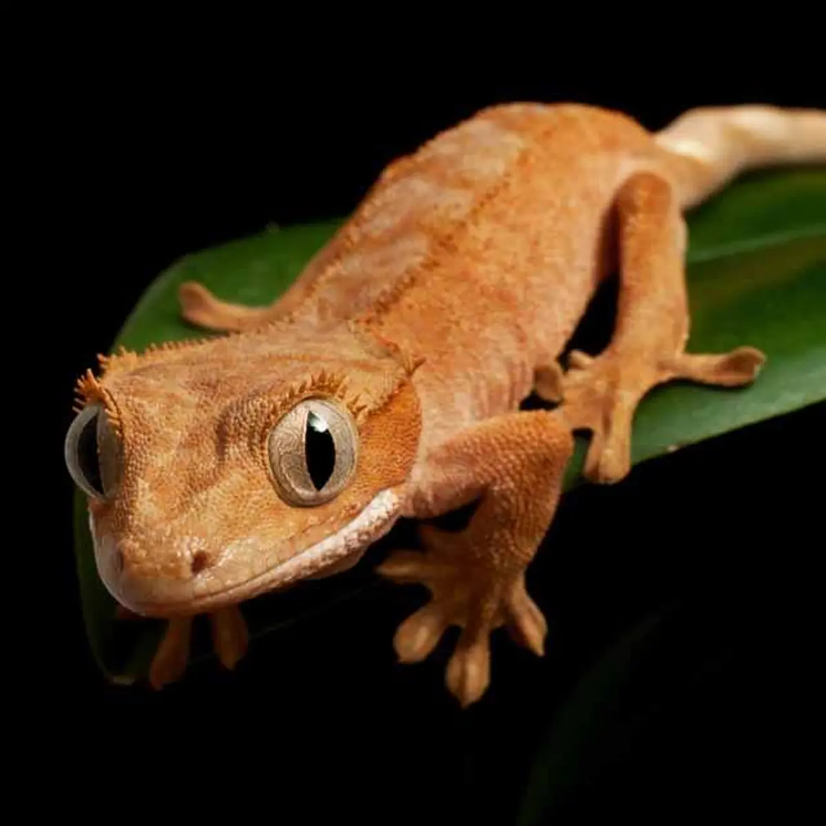 Reptiles