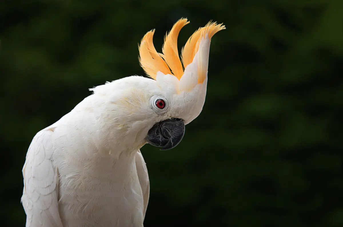 Aves