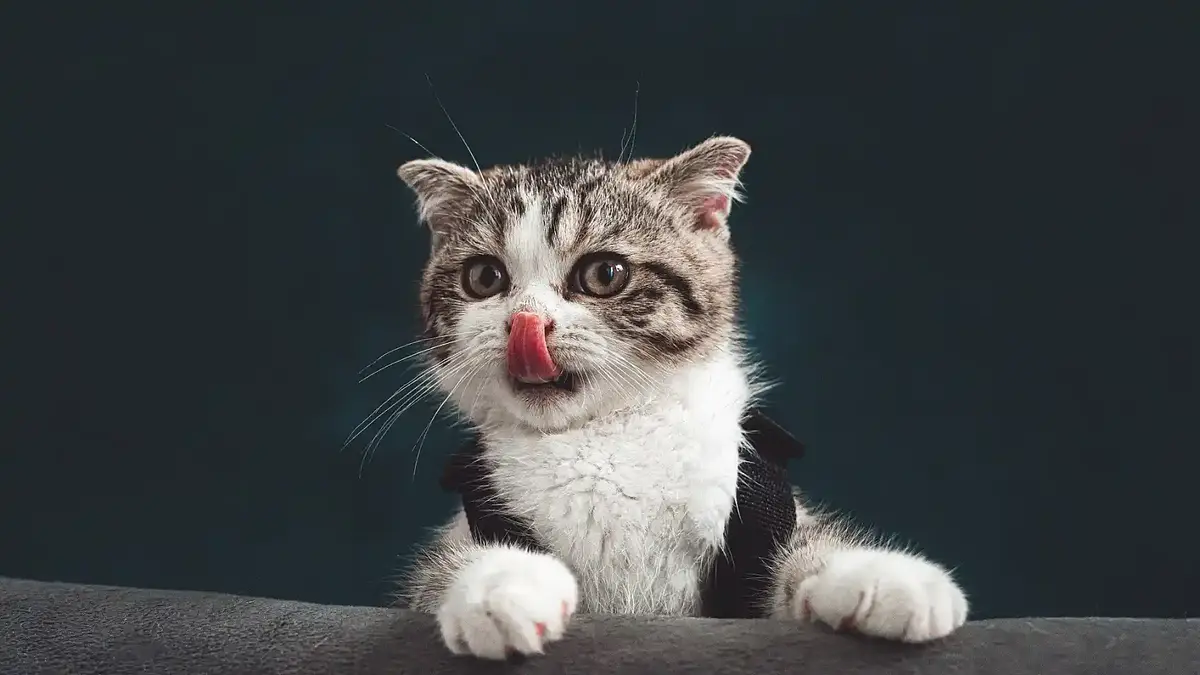 Gatos