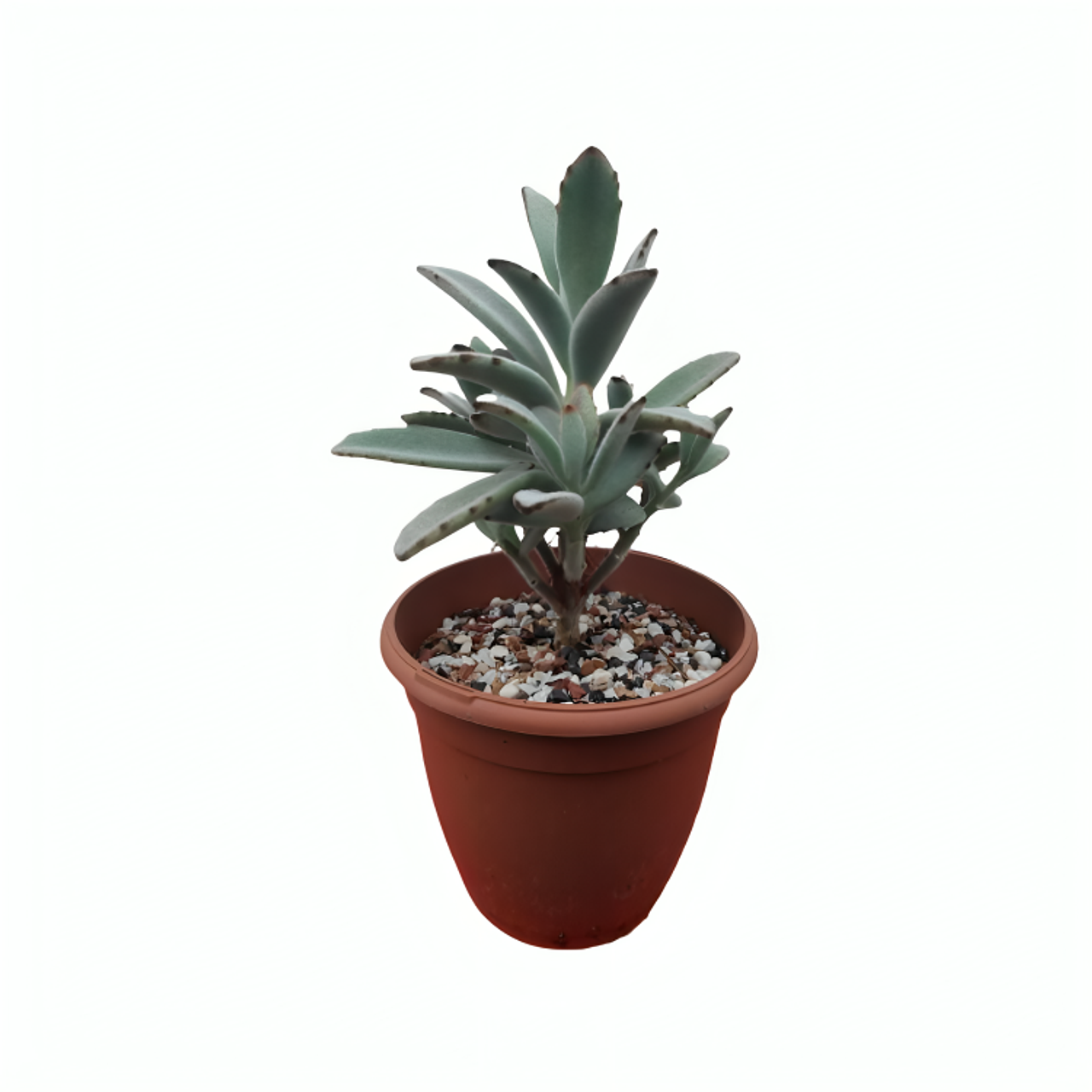 Kalanchoe Tomentosa | Chocolate Soldier