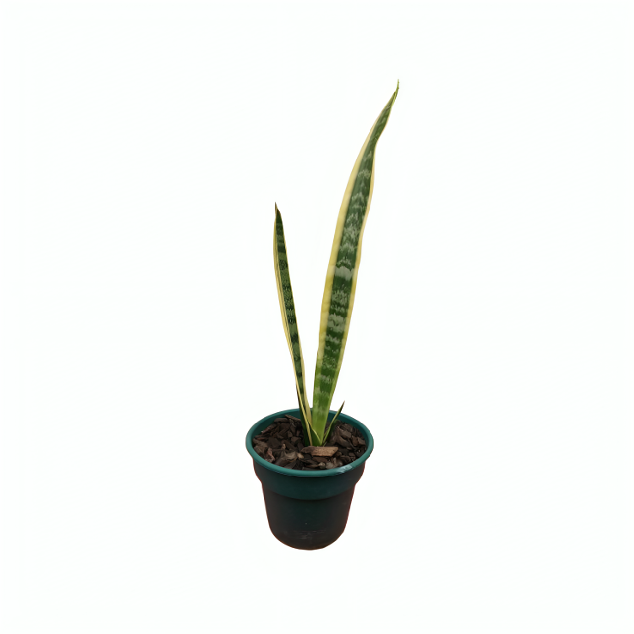 Lengua de Suegra | Sansevieria 1