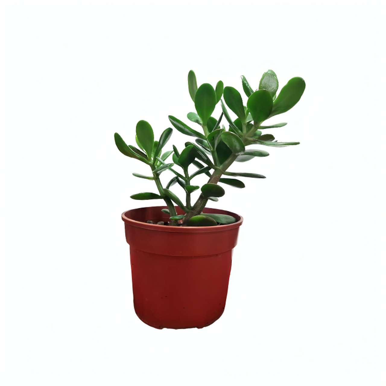 Árbol de Jade | Crassula Ovata 2