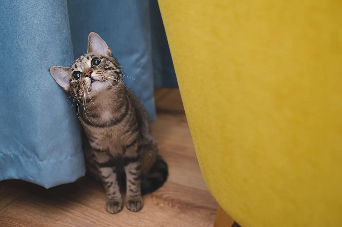 Gatos
