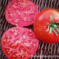 Mongolian dwarf, Tomate