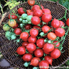 Geranium kiss, Tomate ⭐