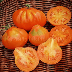 Peruanisher beutel, Tomate