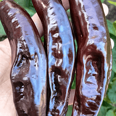 Pasilla bajio, HOT Pepper