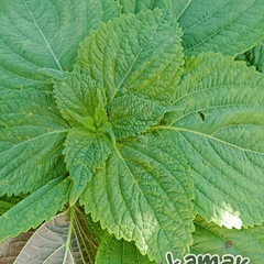 Shiso (perilla) verde ⭐