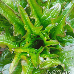 Bronze guard leaf, Lechuga ⭐