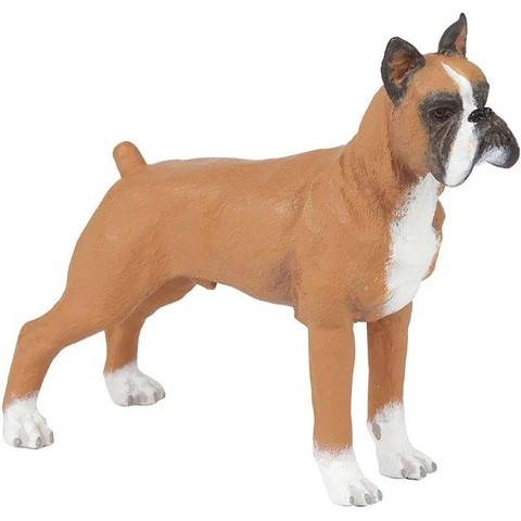 Figura  Boxer