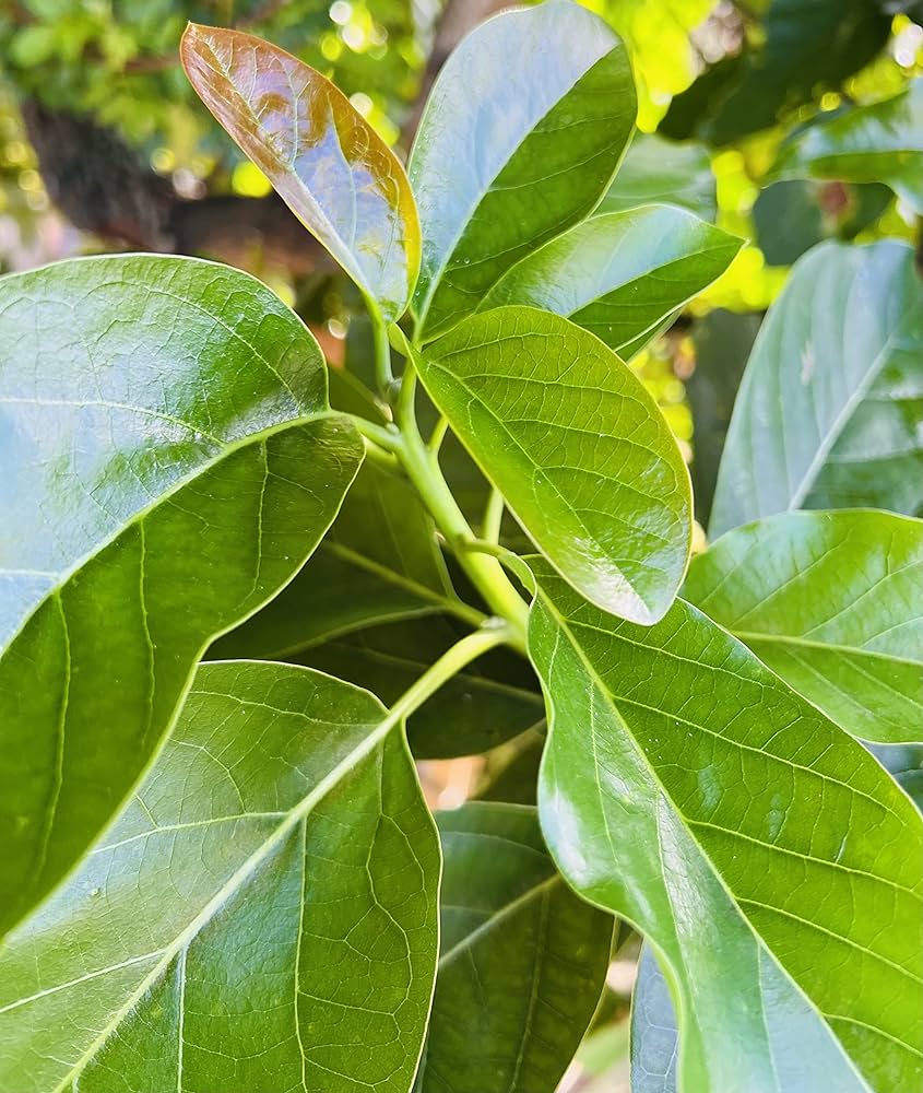 Hierba hojas de palta