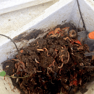 Lombrices Californianas