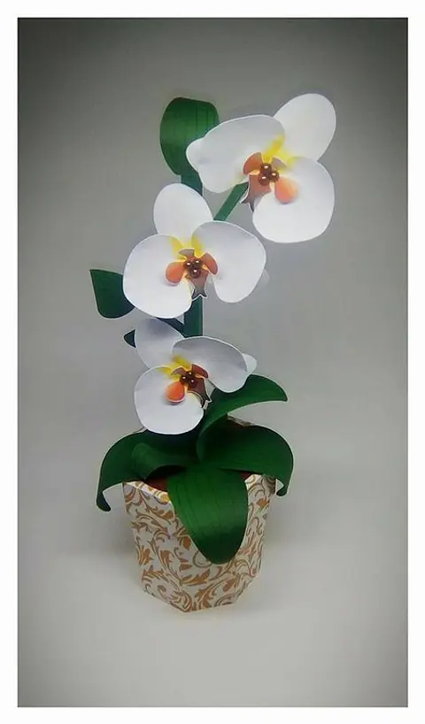 Arquivo de Corte Caixa Flor Orquidea Branca