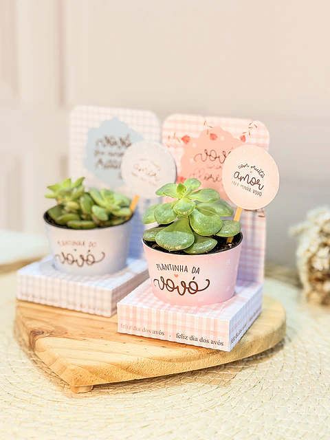 Arquivo Dia dos Avós Porta Suculenta - Vê Moraes