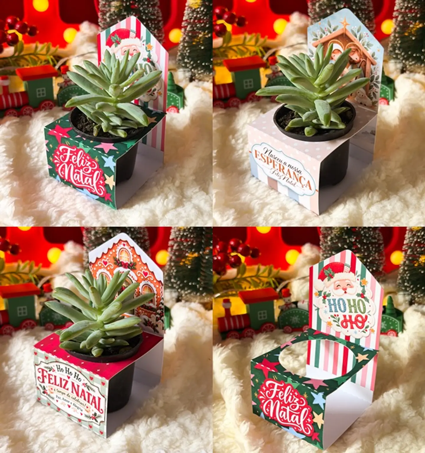 Arquivo Natal Porta Suculenta 6,5x6,5x11,7 1