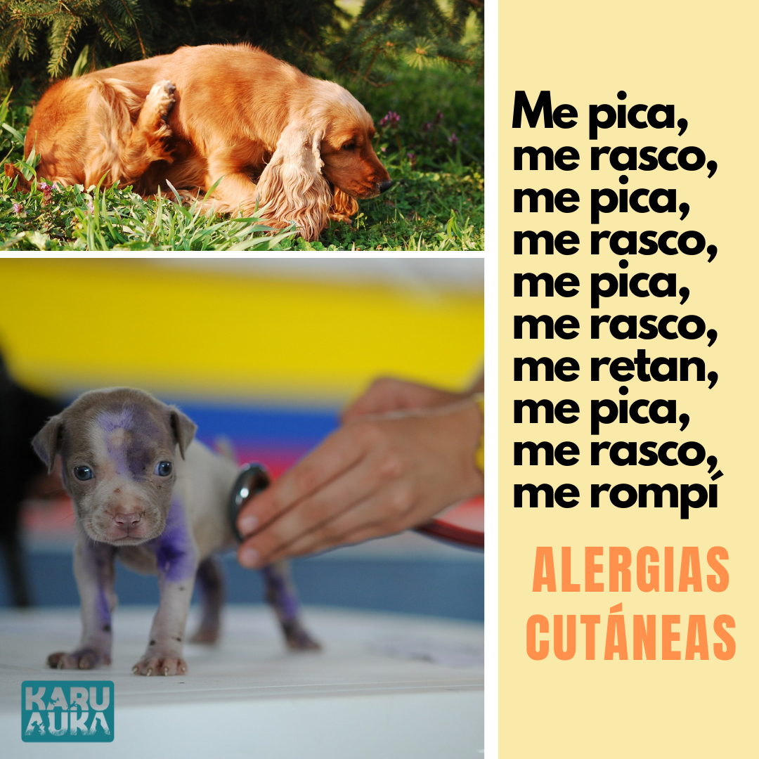 Alergias cutáneas en mascotas 