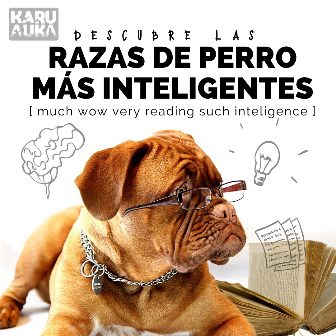 Las 5 razas de perro más inteligentes